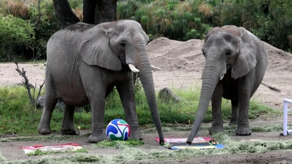 Mexican Zoo Animals Try Their Paws at World Cup Predictions