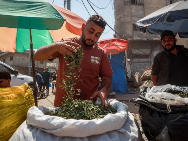 Gaza Smokers Risk Health with Homemade Molokhia Cigarettes as Tobacco Prices Skyrocket