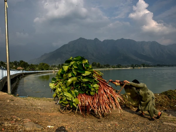 Kashmir's Crown Jewel Under Siege: The Environmental Crisis Choking Dal Lake