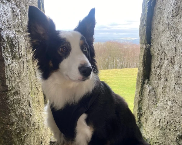 From Farm Failure to City Star: The Border Collie Who Found Her Calling in Yoga and Art Modeling