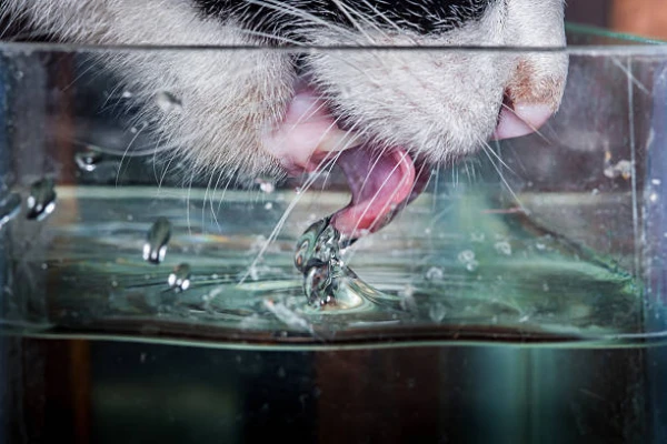 Beat the Heat: How to Spot Heatstroke in Cats and Administer First Aid