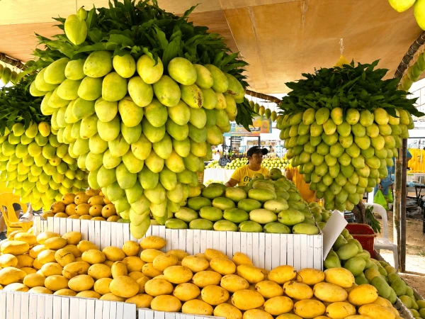 Guimaras Mangoes Sweeten European Debut with First Shipment to Spain