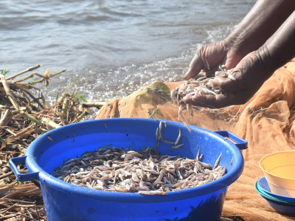 Breaking Waves and Barriers: Kenyan Women Forge New Paths on Lake Victoria Amid Climate Crisis
