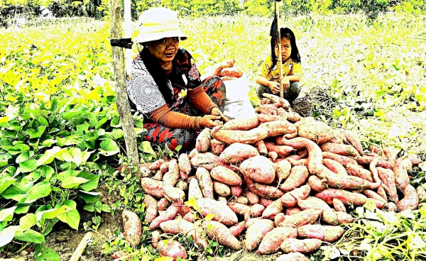 Filipino Farmers Urged to Embrace Root Crops Amid Climate Challenges