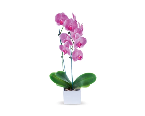 Houseplant hacks: will a temperature drop make my orchid bloom?