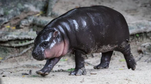 Intruder Fined for Breaking Into Viral Pygmy Hippo Moo Deng's Zoo Enclosure