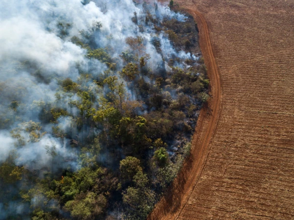 Brazil's Anti-Deforestation Policies Drive Global Rainforest Loss Decline in 2025