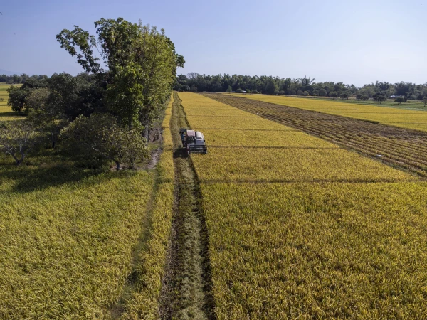 Philippines Abandons Rice Production Record Ambitions Amid Climate Challenges