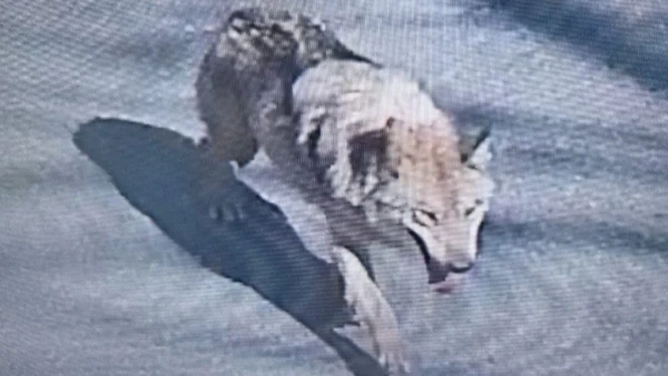 South Korea's Elusive Wolf Sparks Nationwide Manhunt and Conservation Debate