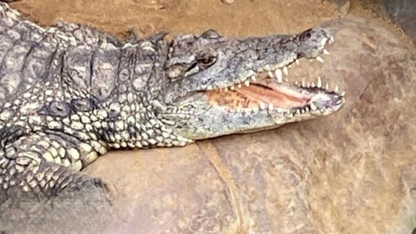 Wowcher Apologizes for Outrageous Crocodile Attack Email