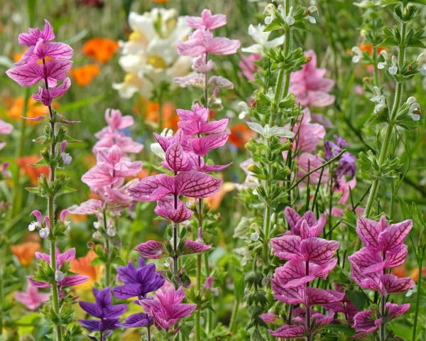 Fill Border Gaps Now for a Vibrant Summer Garden