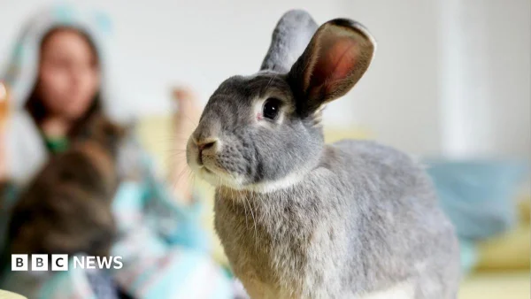 Politician's call for training courses for rabbit owners labelled 'hare-brained'