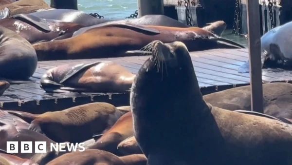 ‘Chonkers’ the Massive Sea Lion Draws Crowds to San Francisco’s Pier 39
