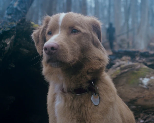 A Canine Nightmare: Subversive Horror 'Good Boy' Now Haunts Hulu