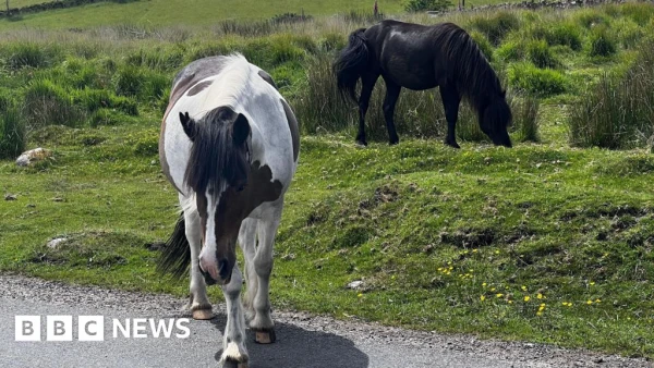 Dartmoor Hill Ponies Face Threat of Massive Cull Under Grazing Restrictions