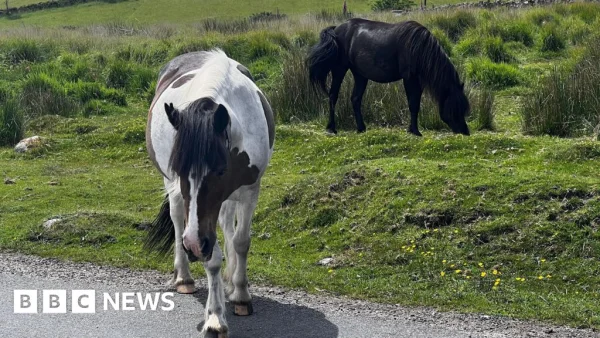 Dartmoor Hill Ponies Face Threat of Massive Cull Under Grazing Restrictions
