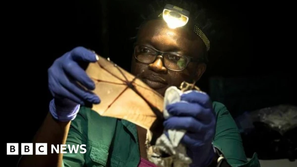 Nigerian Ecologist's Bat Conservation Triumph Earns Prestigious Global Environmental Prize