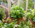 Revive Your Wilted Herbs: Simple Kitchen Tricks to Restore Freshness