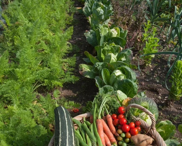 Unhappy with your garden plot? Try pretending you’ve just moved in