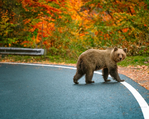 Highway Thrills and Bear Encounters: Readers Share Top European Road Trips