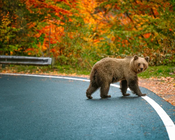 Highway Thrills and Bear Encounters: Readers Share Top European Road Trips