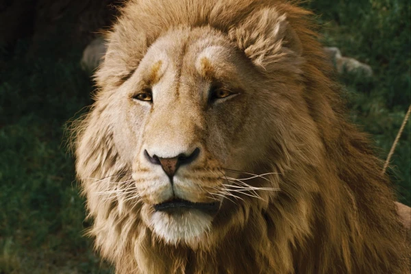 Greta Gerwig's Narnia Film Pushed to 2027, Gets Extended Theatrical Window