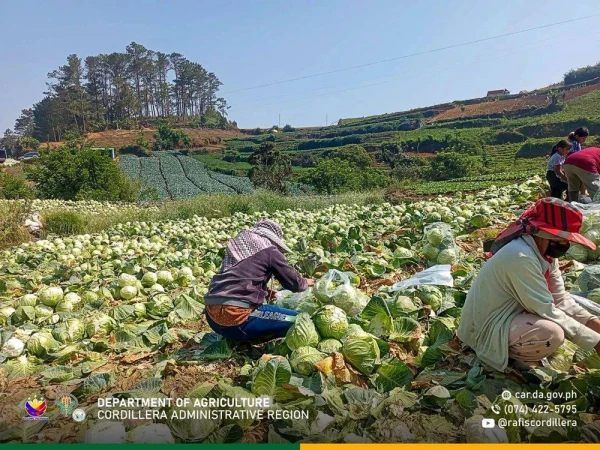 Massive Vegetable Haul from Cordillera Reaches Quezon City Pantry Initiative