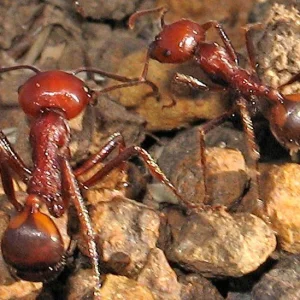 Smuggling the Queen: Inside Kenya's Bizarre Black Market for $220 Harvester Ants