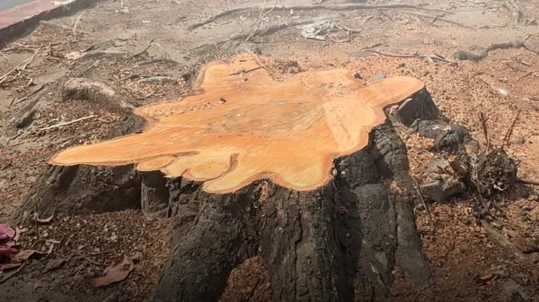 Quirino Avenue Tree Cutting Halted After Voluntary Suspension Announced by DENR