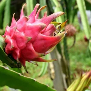 The Pink Gold Rush: How Dragon Fruit is Transforming Indian Agriculture
