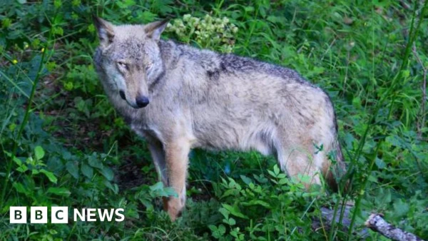 Mass Wolf Poisoning in Central Italy: 18 Wolves Dead in National Park