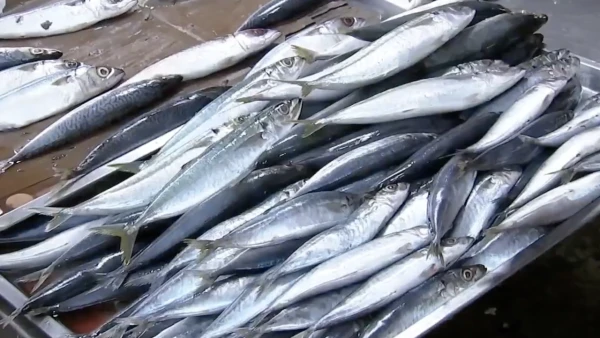 Navotas Fishermen Reel in Record Galunggong Haul, Doubling March Catches