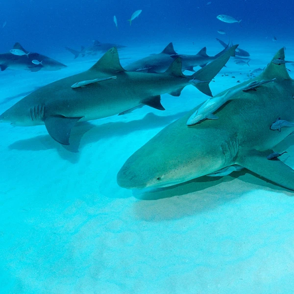 Sharks in Bahamas Found with Cocaine and Pharmaceuticals in Groundbreaking Study