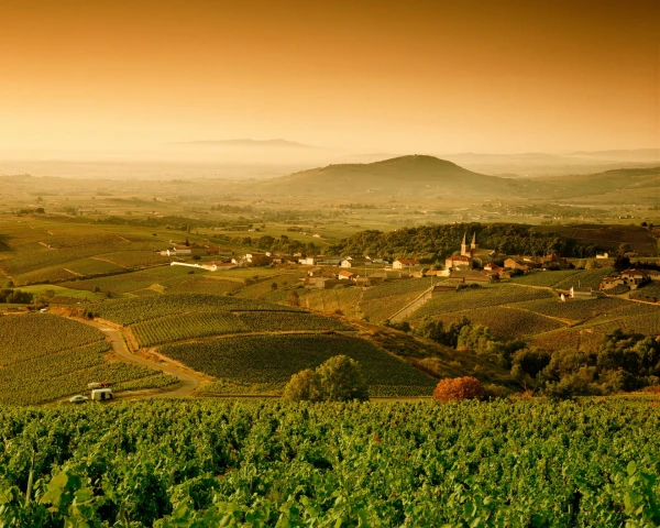 Finding Value in White Burgundy: Tips for Affordable Bottles