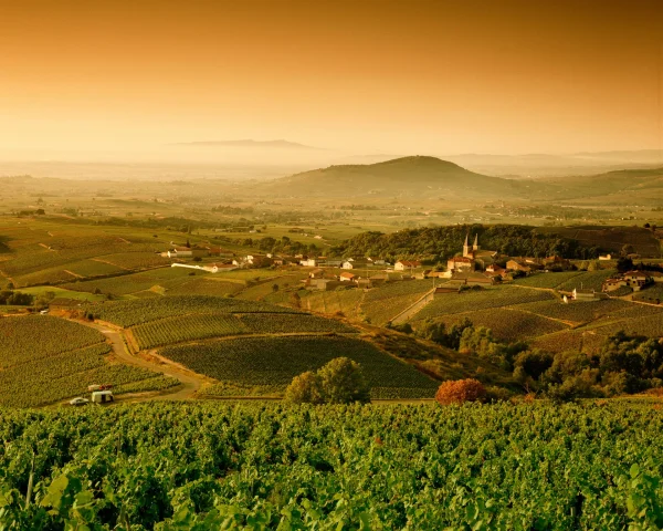 Finding Value in White Burgundy: Tips for Affordable Bottles