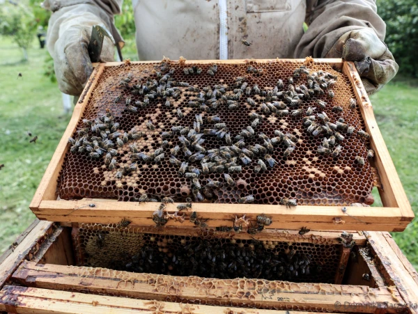 The Unsung Heroes: Which Organisms Benefit Humans Without Us Realizing?