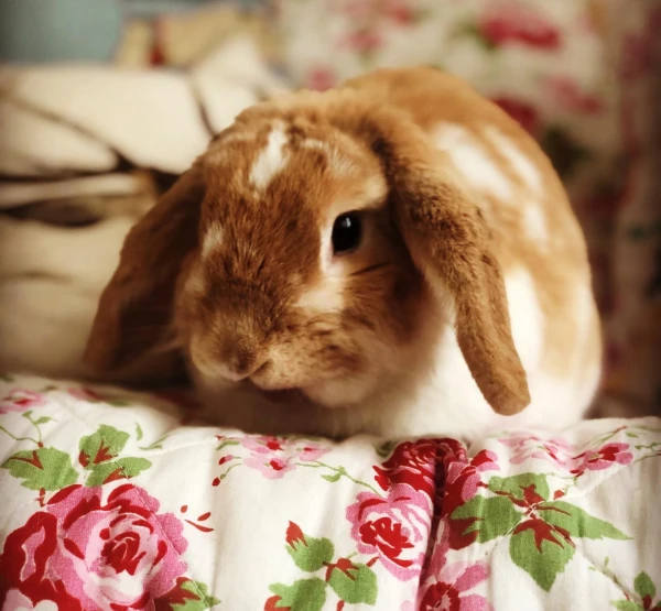 Tilly the Rabbit: The Furry Teacher Who Schooled Us in Parenting