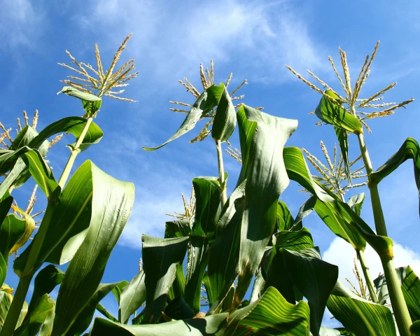 Grow Your Own Sweetcorn: A Space-Hungry but Rewarding Summer Crop