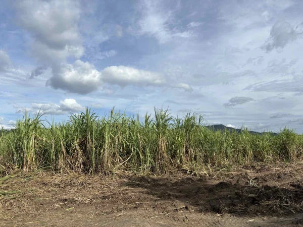 Philippines Ramps Up Biocontrol to Fight Sugarcane Pest with Fungus and Drones