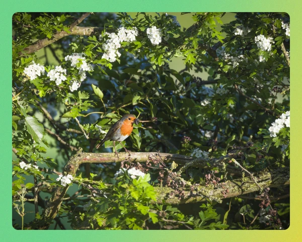 Embrace the Untidy Garden: How Spring's Messiness Nurtures Wildlife