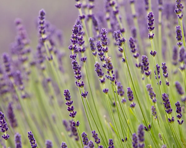 The Rise of Regal Hues: Why Purple Plants Have Captured British Gardeners' Hearts