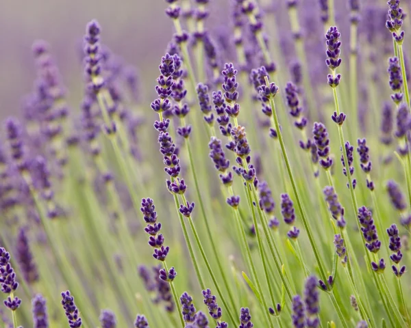 The Rise of Regal Hues: Why Purple Plants Have Captured British Gardeners' Hearts