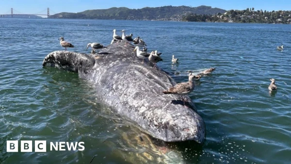 San Francisco's Gray Whale Crisis: Starving Giants Seek Refuge, Face Deadly Ship Strikes