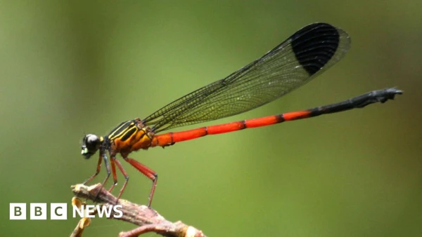 Dragonfly Decline Raises Alarm in India's Western Ghats Biodiversity Hotspot