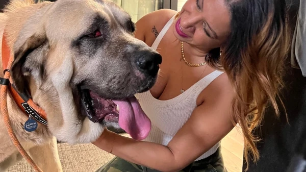 Before You Adopt: 3 Key Questions Every Future Dog Owner Must Ask