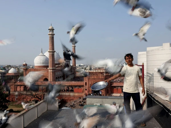 Delhi's Feathered Legacy: How Mughal-Era Pigeon Training Thrives in Modern Chaos