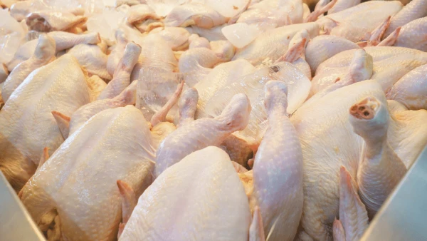 Philippines Rejects Zero Tariff for Chicken, Pork, and Corn Imports