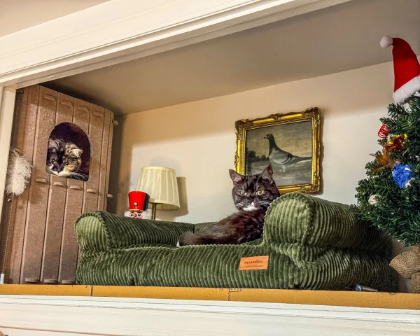 Designer Pet Nooks: The Latest Trend in Luxury Pet Ownership