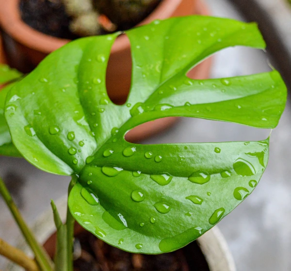 Should You Give Your Houseplants a Summer Rain Bath?