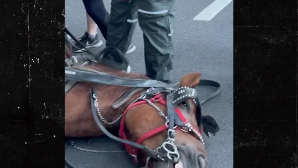 Toxic Shrub Blamed for Death of Central Park Carriage Horse